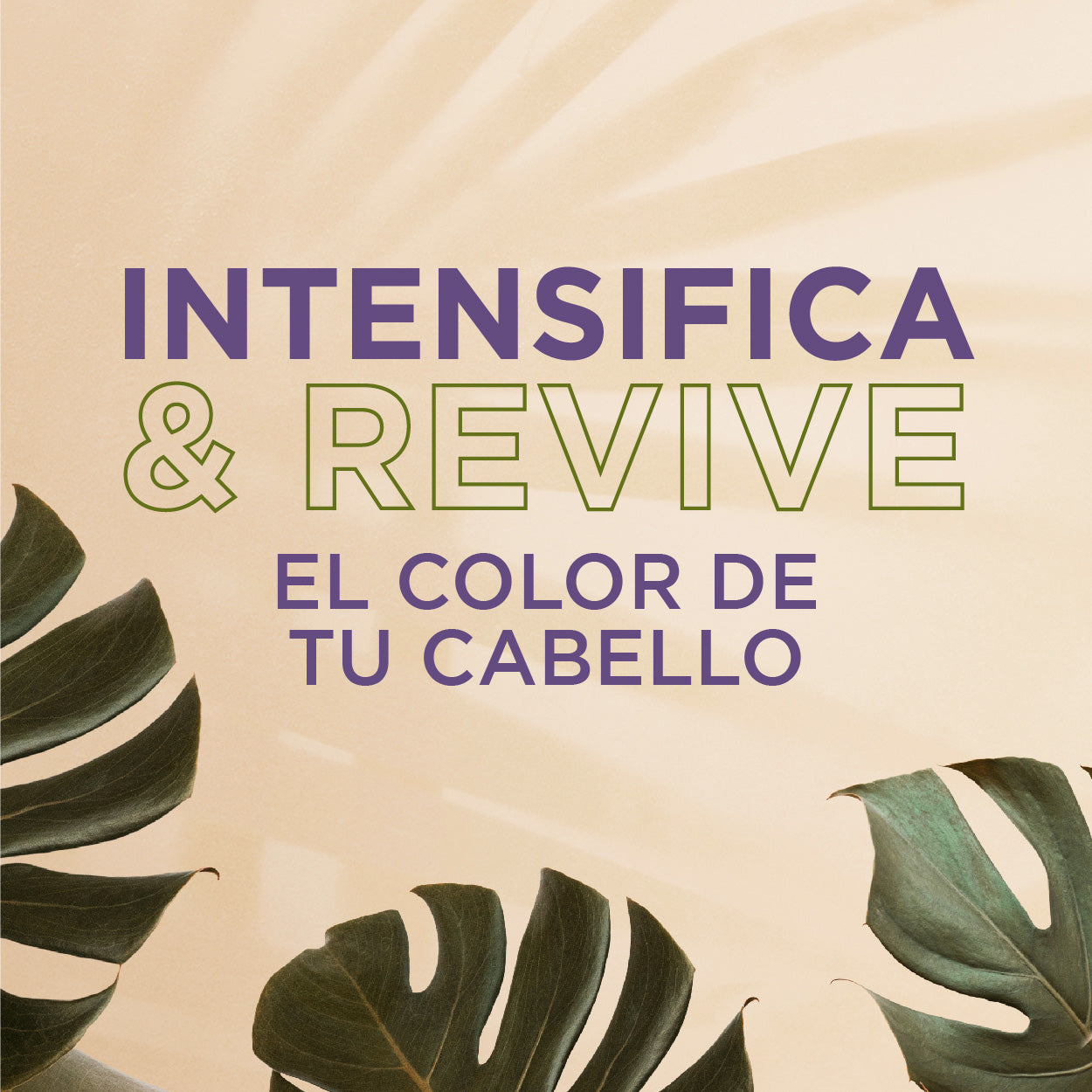 KIT RUBIO PERFECTO + GRATIS Shampoo Seco Anti-Frizz ENVIO GRATIS